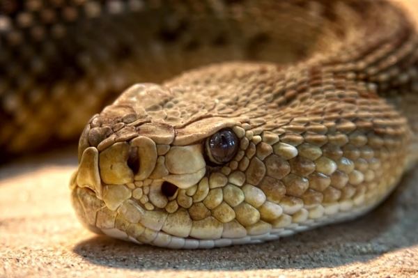 Встречи с гигантскими змеями в Кабардино-Балкарии